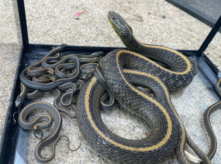 Santa Cruz Garter Snakes